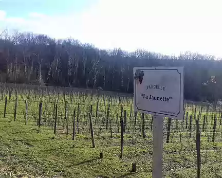 019 Plusieurs parcelles ont été plantées de vignes sur les côteaux de Guérard